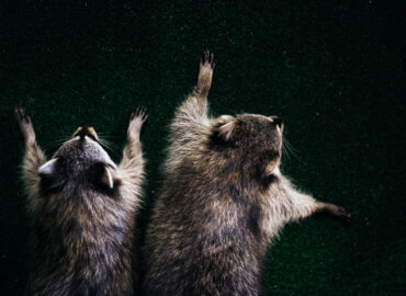 Rodriguez Rodent Defense