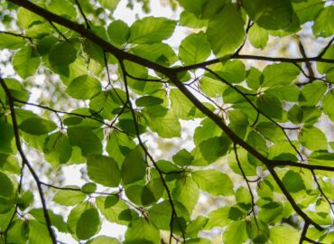 Single Line Tree Care LLC