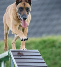 Unleash K9