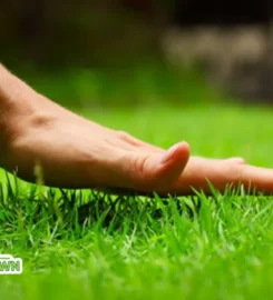 Cangelosi Lawn LLC