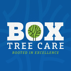Box Tree Care