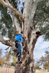 Business queued-photos - Greenway Tree Service LLC