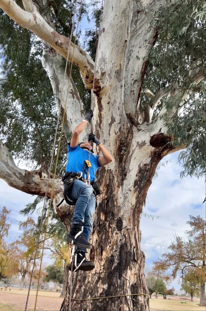 Business queued-photos - Greenway Tree Service LLC