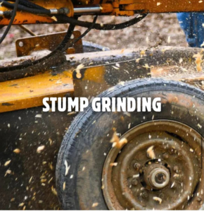 Business queued-photos - Big E’s Tree Service