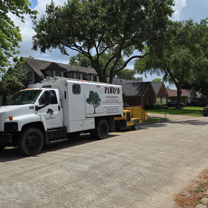Business queued-photos - Pino’s Tree Service