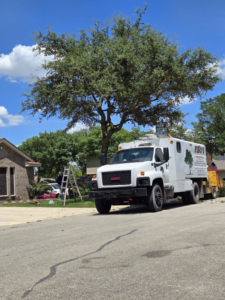 Business queued-photos - Pino’s Tree Service