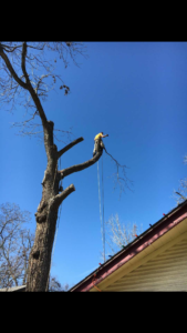 Business queued-photos - Young’s Tree Service