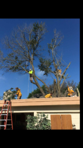 Business queued-photos - Young’s Tree Service
