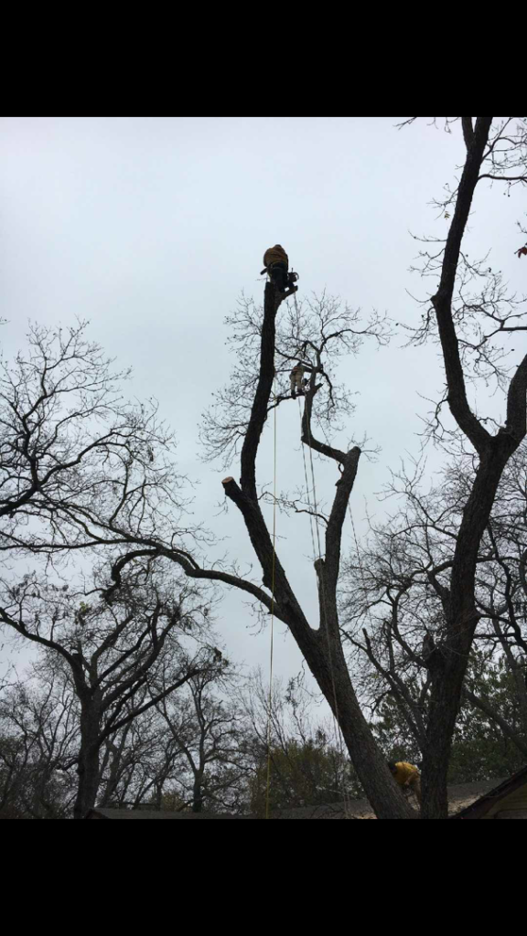 Business queued-photos - Young’s Tree Service