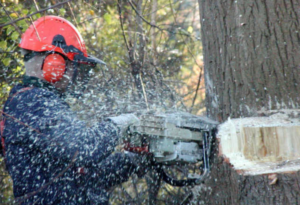 Business queued-photos - Expert Tree Service
