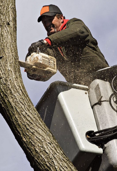 Business queued-photos - Expert Tree Service