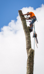 Business queued-photos - Expert Tree Service