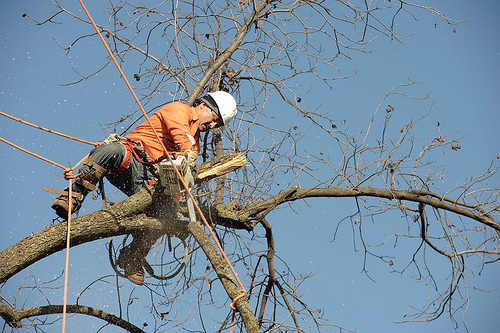Business queued-photos - Expert Tree Service