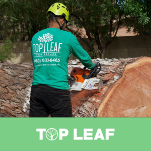 Business queued-photos - Top Leaf Tree Service