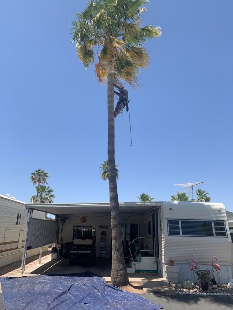 Business queued-photos - Top Leaf Tree Service