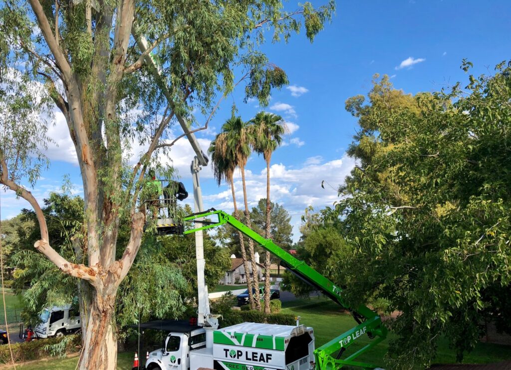 Business queued-photos - Top Leaf Tree Service