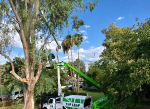 Business queued-photos - Top Leaf Tree Service