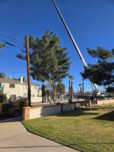 Business queued-photos - Top Leaf Tree Service