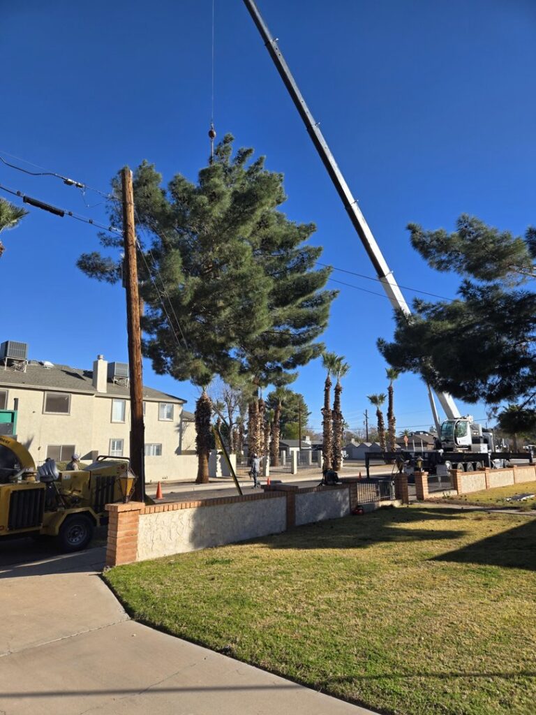 Business queued-photos - Top Leaf Tree Service