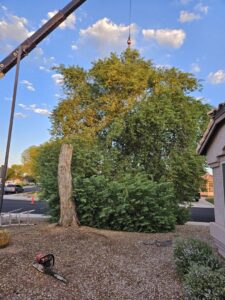 Business queued-photos - Top Leaf Tree Service