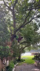 Business queued-photos - A Good Morning Tree Service