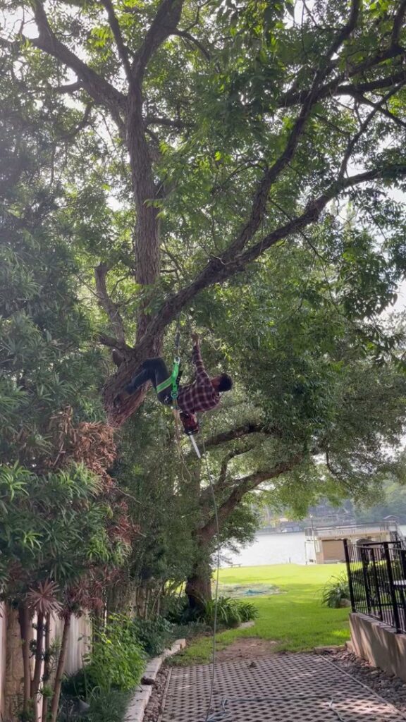 Business queued-photos - A Good Morning Tree Service