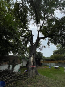 Business queued-photos - A Good Morning Tree Service