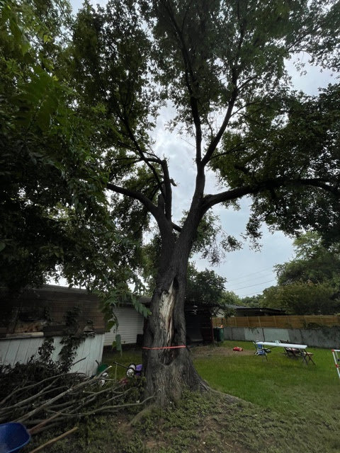 Business queued-photos - A Good Morning Tree Service