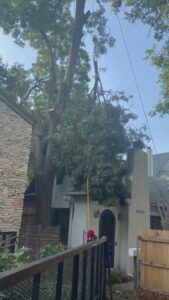 Business queued-photos - A Good Morning Tree Service