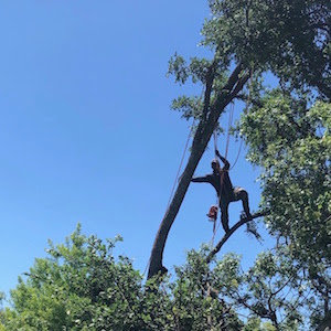 Business queued-photos - A Good Morning Tree Service