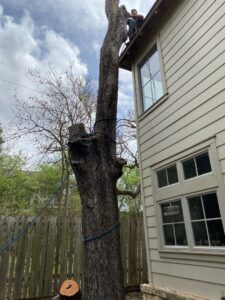 Business queued-photos - A Good Morning Tree Service