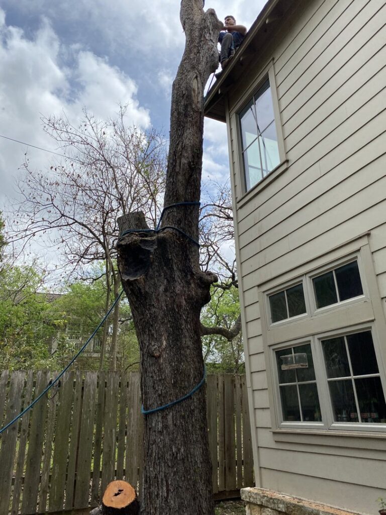 Business queued-photos - A Good Morning Tree Service