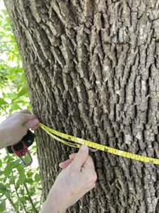 Business queued-photos - A Good Morning Tree Service
