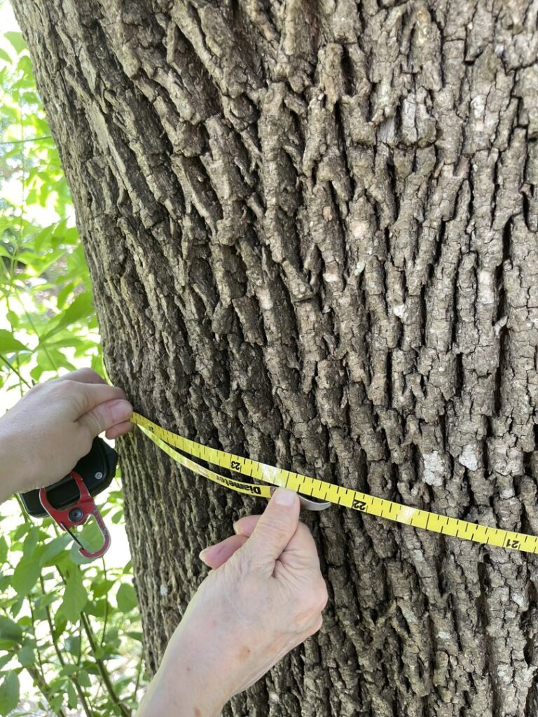 Business queued-photos - A Good Morning Tree Service
