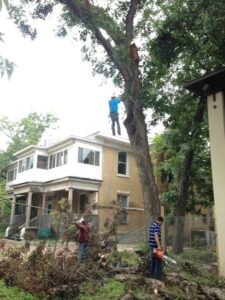 Business queued-photos - A Good Morning Tree Service