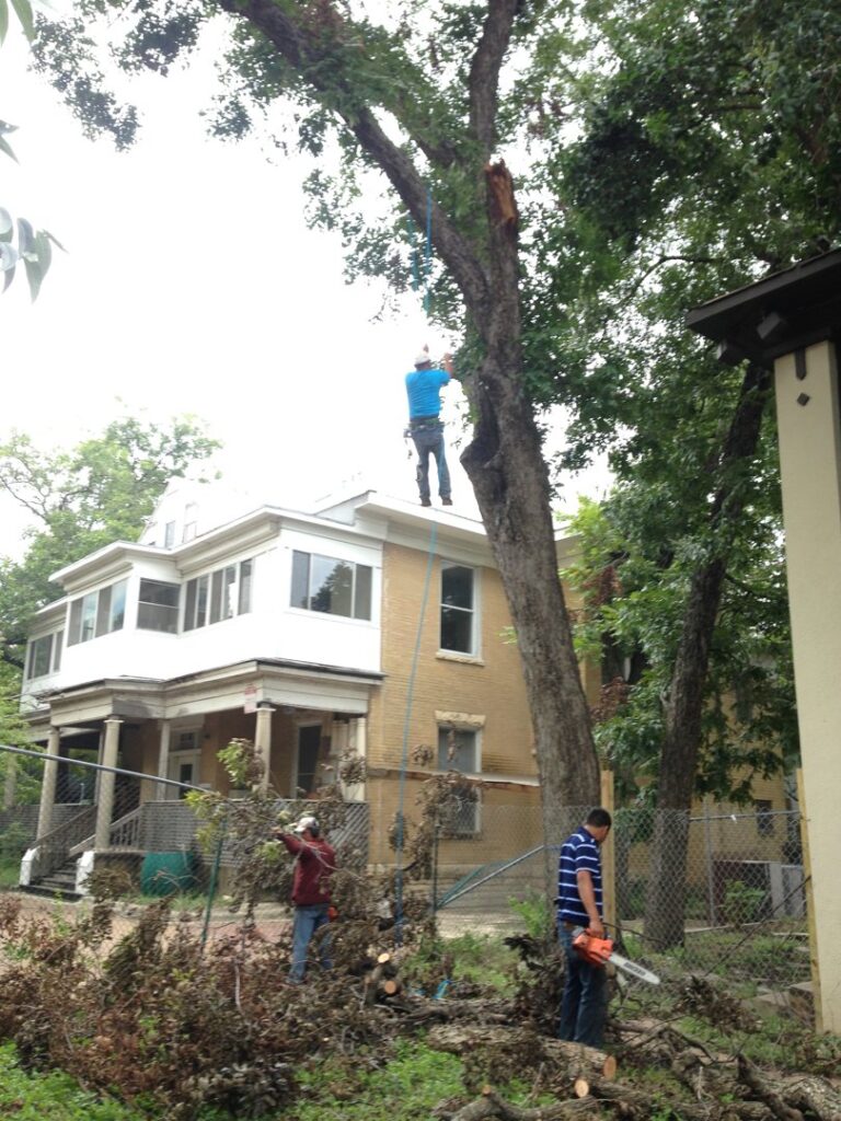 Business queued-photos - A Good Morning Tree Service