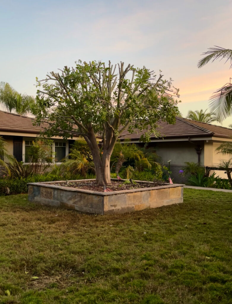 Business queued-photos - Mont Tree Service & landscape