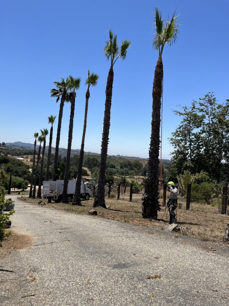 Business queued-photos - Mont Tree Service & landscape