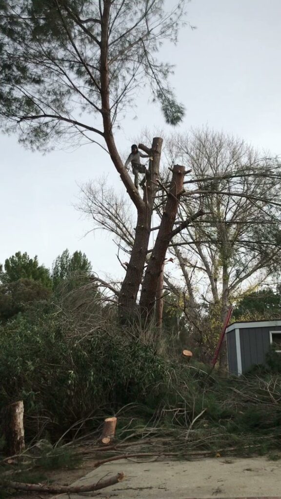 Business queued-photos - Mont Tree Service & landscape