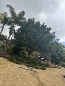 Business queued-photos - Mont Tree Service & landscape