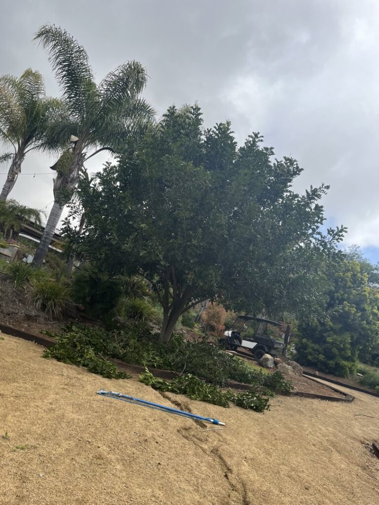 Business queued-photos - Mont Tree Service & landscape