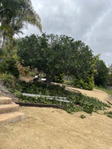 Business queued-photos - Mont Tree Service & landscape