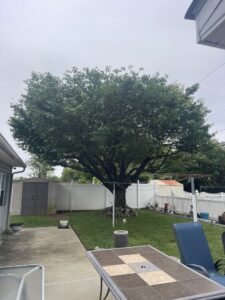 Business queued-photos - JG Tree Service