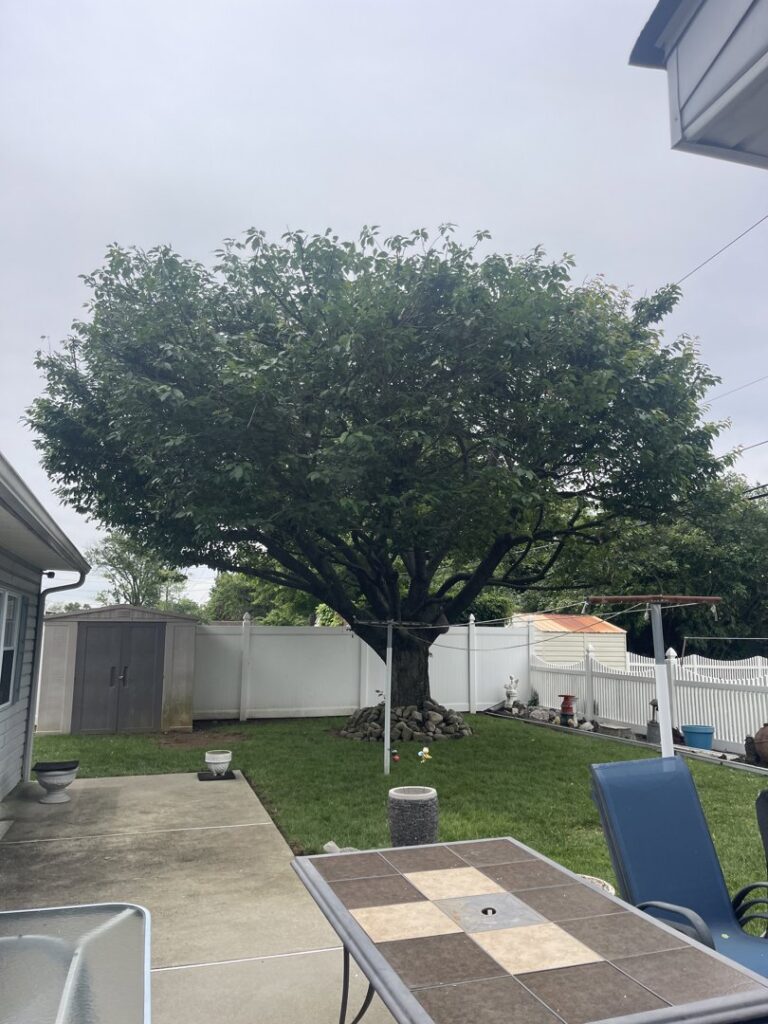 Business queued-photos - JG Tree Service