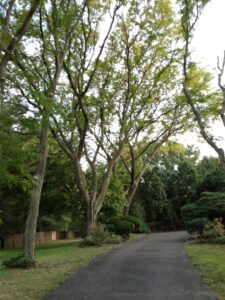 Business queued-photos - JG Tree Service