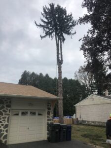Business queued-photos - JG Tree Service
