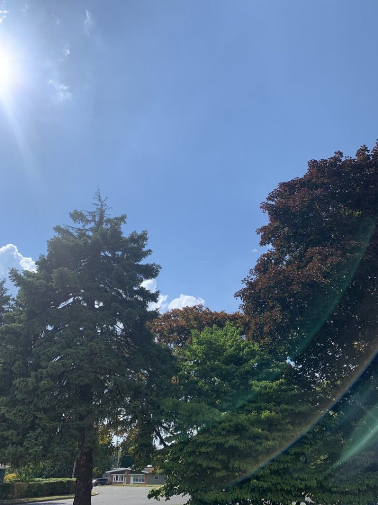 Business queued-photos - JG Tree Service