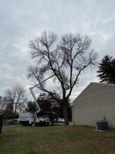 Business queued-photos - JG Tree Service