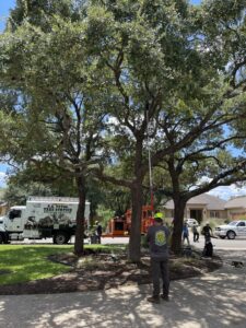 Business queued-photos - S.A. Total Tree Service
