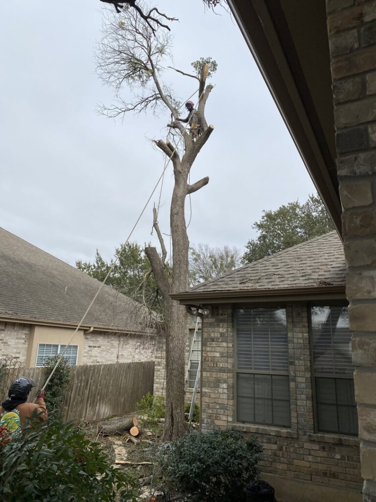 Business queued-photos - S.A. Total Tree Service